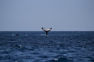 Whale Watching in Punta Mita
